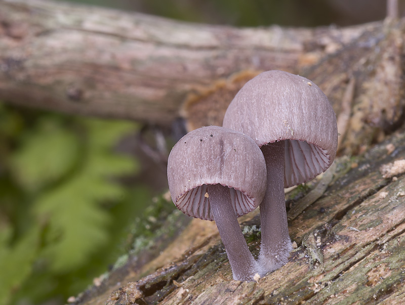 Mycena rubromarginata